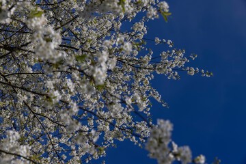 sunny weather in an orchard with cherries