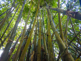 Obraz premium bamboo forest background