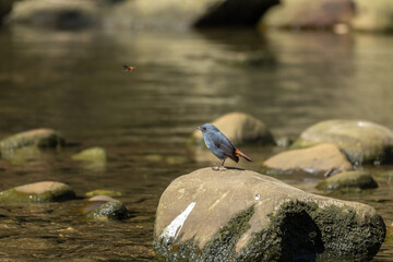 Plumbeous Water Redstart. A Plumbeous Water Redstart, small and dark, stands on a rock in a flowing stream. Its reddish tail adds a pop of color against the muted tones of the water and surroundings. © 柏翰 邱