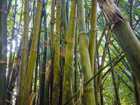 bamboo forest background