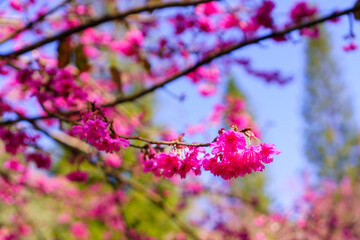 Blossoming pink cherry blossom flowers on branches with sunshine in blue sky. Selective focus.