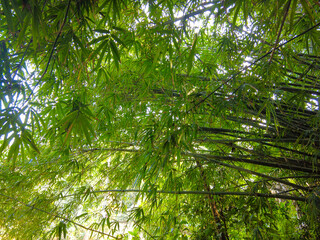 Obraz premium bamboo forest background