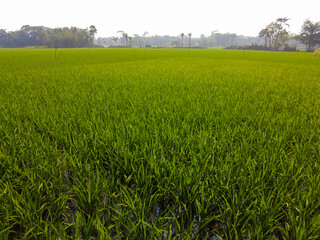 Fototapeta premium green rice field