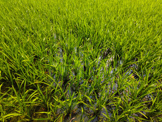 green rice field