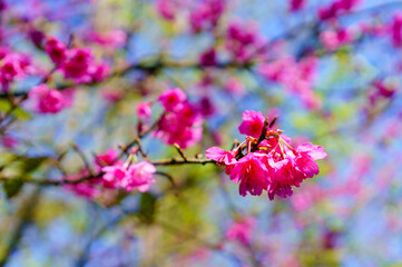 Blossoming pink cherry blossom flowers on branches with sunshine in blue sky. Selective focus.