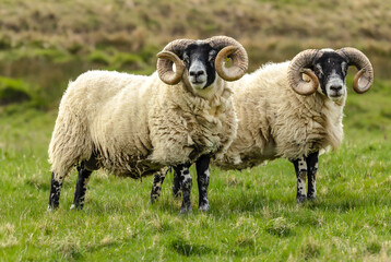 Sheep, Scottish Blackface, Swaledale rams in Springtime.  Two fine rams with magnificent curly horns, facing front in green meadow.  Horizontal.  Copy space