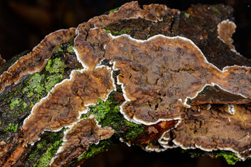 Cylindrobasidium evolvens - saprotrophic crust fungus on a rotten tree branch, Odessa