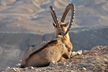 Nubian ibex (Capra nubiana) in Negev desert, Israel