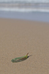 green leaf on the beach
