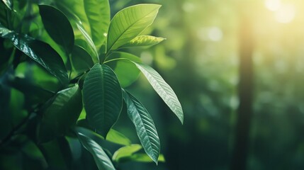 Obraz premium Luminous Green Leaves in Sunlit Forest