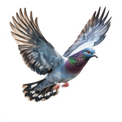 Obraz premium A pigeon with iridescent green and purple feathers on its neck is captured mid-flight with wings fully spread against a white background.