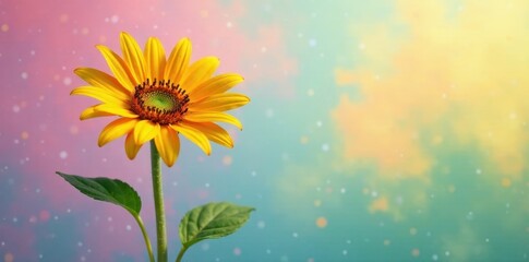 Sunnyflower solitary on pastel rainbow background, sunflowers, nature, orange