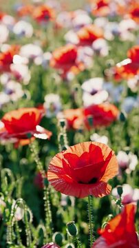 Poppy flowers plantation in a sunlit meadow, their petals glistening in the morning light. A dreamy and uplifting mood that invites contemplation and appreciation of nature's details.
