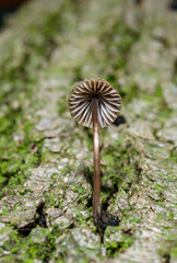 Mycena meliigena - small saprophytic mushroom growing on the bark of an old oak tree, Odessa