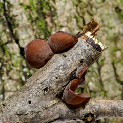 Auricularia auricula-judae - saprophytic fungus growing on an old tree stump, Odessa