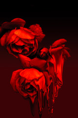 MELTING RED ROSE EFFECT DIGITAL ART 