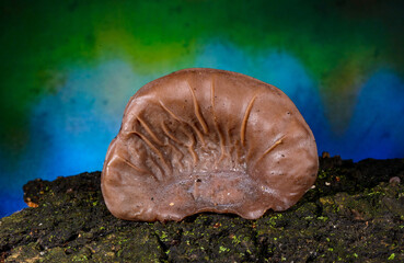 Auricularia auricula-judae - saprophytic fungus growing on an old tree stump, Odessa