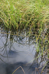 Wild reeds growing along the quiet lake shore.