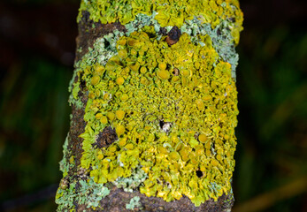 Xanthoria parietina - yellow-green lichen on a tree branch against the blue sky, Odessa
