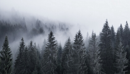  Misty landscape forest of pine trees with fog 