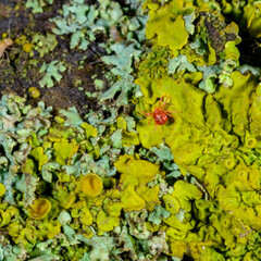 Acari Anystis agilis - red predatory mite on crustose lichens on a tree, Ukraine