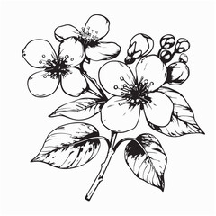 Hawthorn Flower Image vector. Black and white  Hawthorn Flower Image vector on white background.