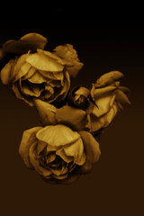3 SEPIA ROSES ON GRADIENT BACKGROUND SPACE FOR WORDS