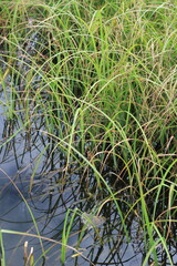 Wild reeds growing along the quiet lake shore.