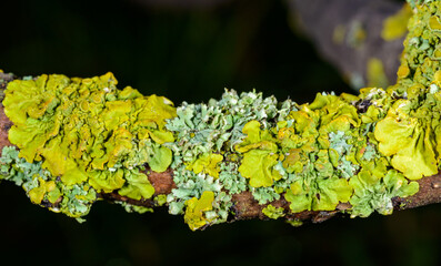Xanthoria parietina - yellow-green lichen on a tree branch against the blue sky, Odessa