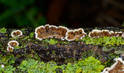Cylindrobasidium evolvens - saprotrophic crust fungus on a rotten tree branch, Odessa
