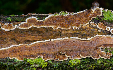 Cylindrobasidium evolvens - saprotrophic crust fungus on a rotten tree branch, Odessa