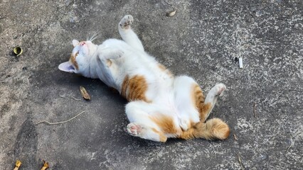 Relaxed Cat Lying on Ground with Belly Up in Natural Outdoor Setting