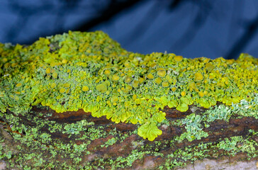 Xanthoria parietina - yellow-green lichen on a tree branch, Odessa
