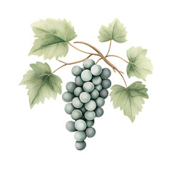 Obraz premium Watercolor Grapevine: A cluster of plump, juicy green grapes hang gracefully on a vine, adorned with vibrant leaves, rendered in a delicate and charming watercolor style.