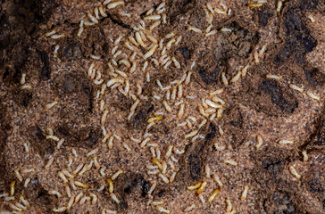 Reticulitermes lucifugus - A colony of termites living in rotten wood in southern Ukraine, Odessa
