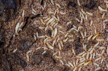 Reticulitermes lucifugus - A colony of termites living in rotten wood in southern Ukraine, Odessa
