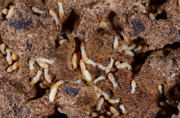 Reticulitermes lucifugus - A colony of termites living in rotten wood in southern Ukraine, Odessa