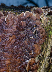 Auricularia mesenterica - saprophytic fungus growing on an old tree stump, Odessa