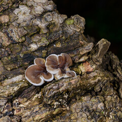 Auricularia mesenterica - saprophytic fungus growing on an old tree stump, Odessa