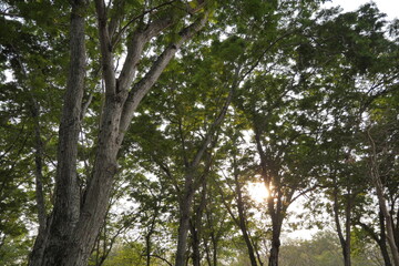 Trees at Phutthamonthon, Thailand. Peaceful park setting, nature photography, tranquility.