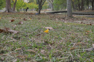Simple beauty of nature. Grass, leaves, and a single yellow flower. Perfect for natural or minimalist projects.