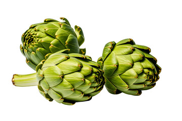 Obraz premium artichokes botanical illustration