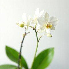 Obraz premium A delicate orchid branch with curved stems and lush green leaves against a soft white background, branches, foliage, nature