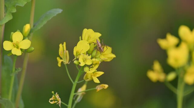 Oxyopes salticus spider on mustard flower. It &nbsp;is a species of&nbsp;lynx spider, commonly known as the&nbsp;striped lynx spider. Insects. 