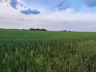 green wheat field