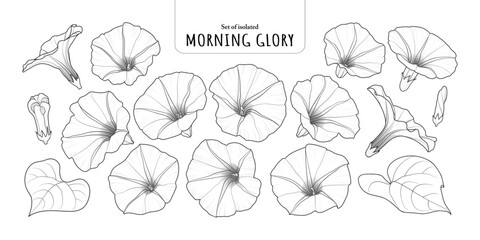 Set of isolated Morning Glory. Cute flower illustration in hand drawn style. Black outline and white plain on a transparent background.