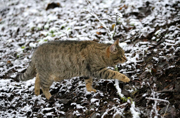 
A striped cat strolls through a snow-dusted forest.