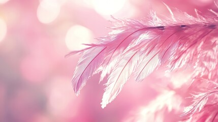 Obraz premium Pink feathers bokeh background, soft light, delicate, romantic, website design