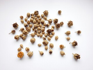 Obraz premium Dried flower buds arranged in a loose pattern on a plain white surface with natural texture, petal, flower buds