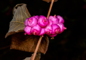 Coralberry, Symphoricarpos orbiculatus, berries with seeds on the branches of a plant in the garden in winter, Ukraine